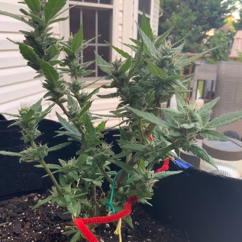 Gorilla Glue 2 7/25 growlog photo: 8a