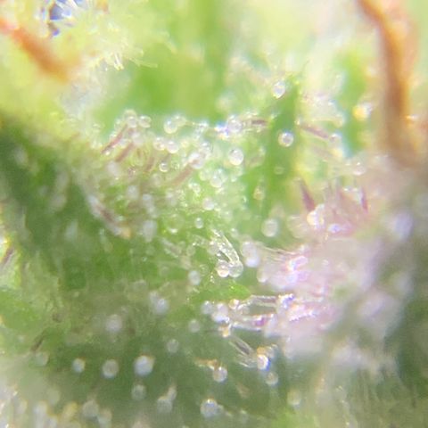 Gorilla Glue 2 7/25 growlog photo: 8a