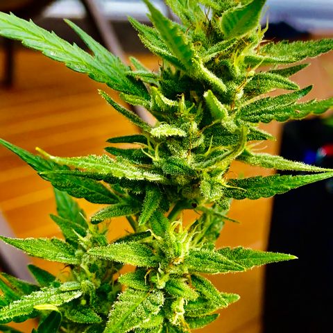 Bruce Banner 7/22 growlog photo: 5p