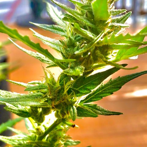 Bruce Banner 7/22 growlog photo: 5p