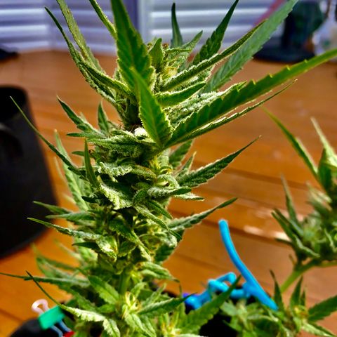 Bruce Banner 7/22 growlog photo: 5p