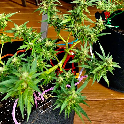 Gorilla Glue 1 7/23 growlog photo: 5p
