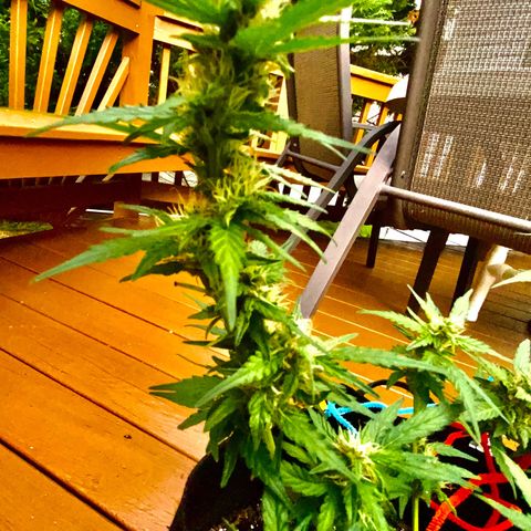 Gorilla Glue 1 7/23 growlog photo: 5p