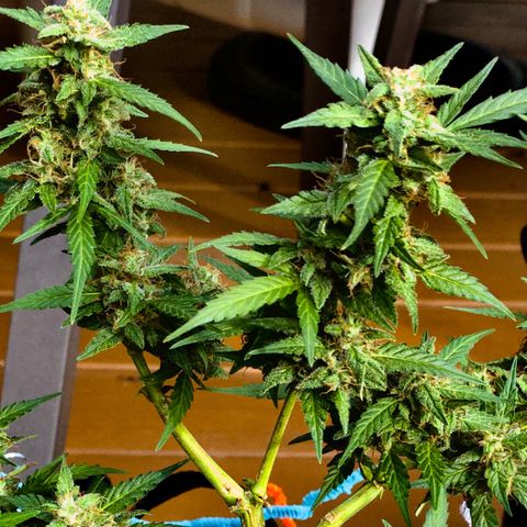 Gorilla Glue 1 7/23 growlog photo: 5p