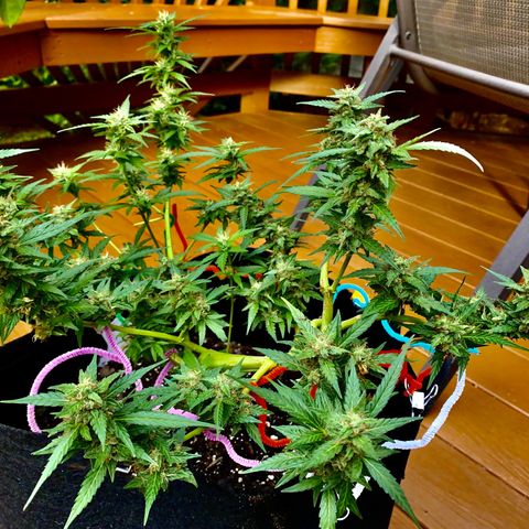Gorilla Glue 1 7/23 growlog photo: 5p
