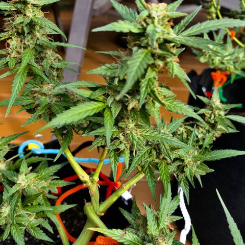 Gorilla Glue 1 7/23 growlog photo: 5p