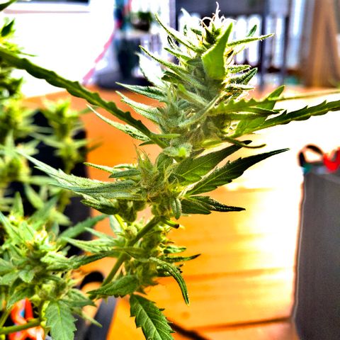White Widow 7/25 growlog photo: 5p