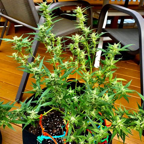 White Widow 7/25 growlog photo: 5p