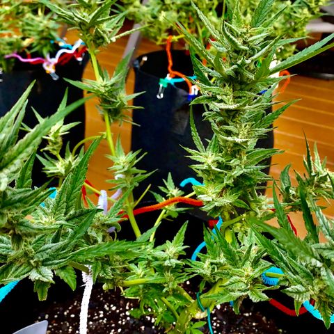 Bruce Banner 7/22 growlog photo: 5p