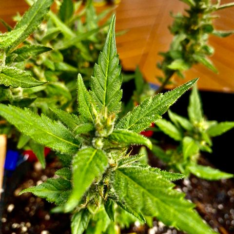Gorilla Glue 2 7/25 growlog photo: 5p