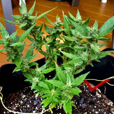 Gorilla Glue 2 7/25 growlog photo: 5p