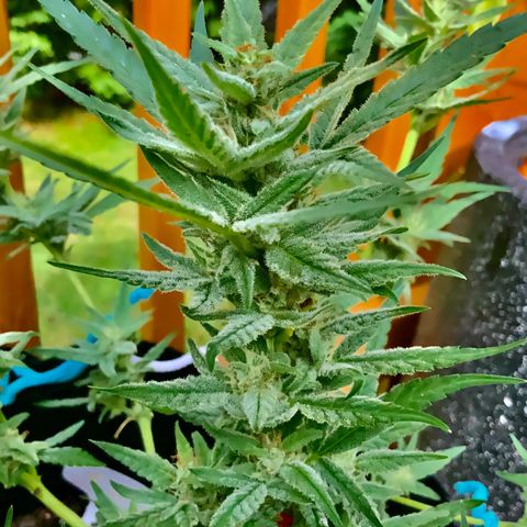 Bruce Banner 7/22 growlog photo: 330p