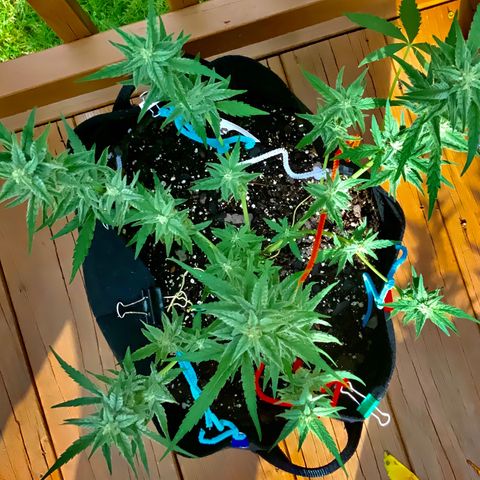 Bruce Banner 7/22 growlog photo: 330p