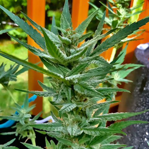 Bruce Banner 7/22 growlog photo: 330p