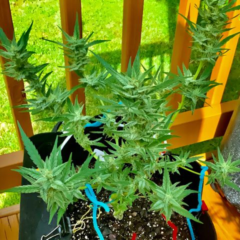 Bruce Banner 7/22 growlog photo: 330p