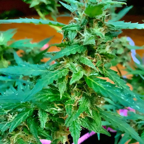 Gorilla Glue 1 7/23 growlog photo: 330p