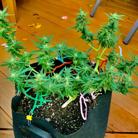 Gorilla Glue 1 7/23 growlog photo: 330p