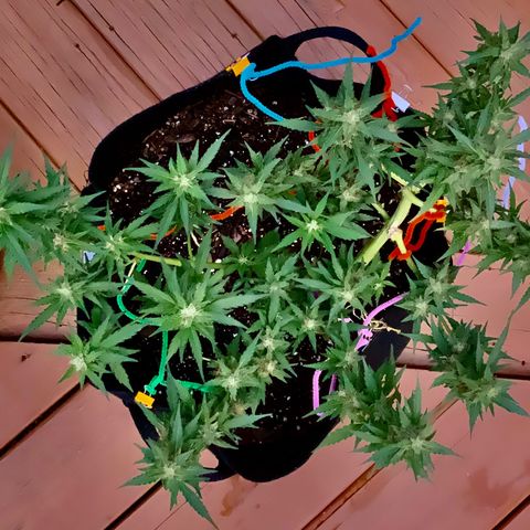 Gorilla Glue 1 7/23 growlog photo: 330p