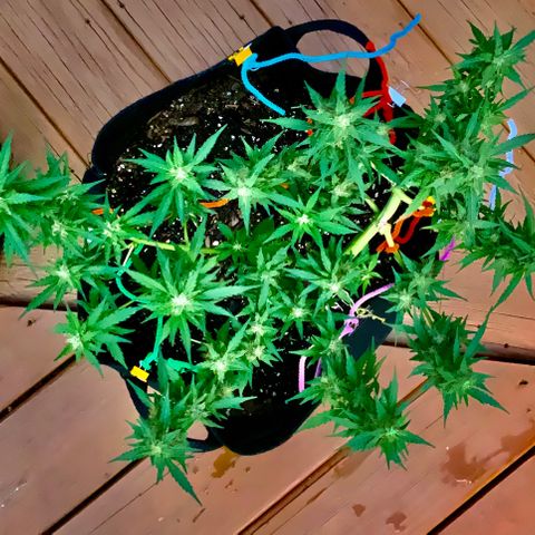 Gorilla Glue 1 7/23 growlog photo: 330p