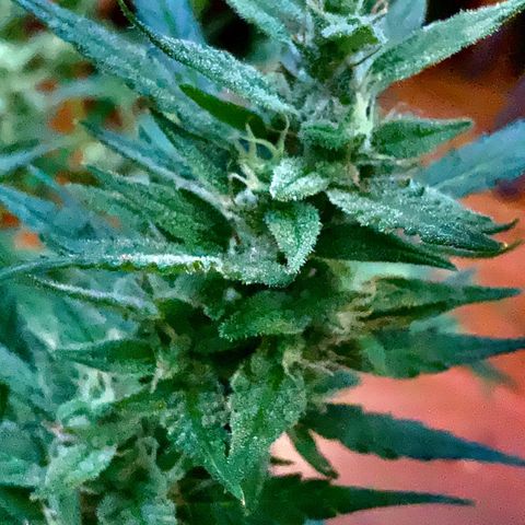 White Widow 7/25 growlog photo: 330p