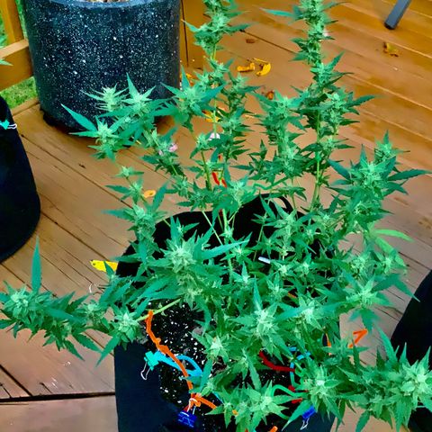 White Widow 7/25 growlog photo: 330p