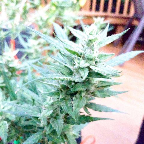 White Widow 7/25 growlog photo: 330p