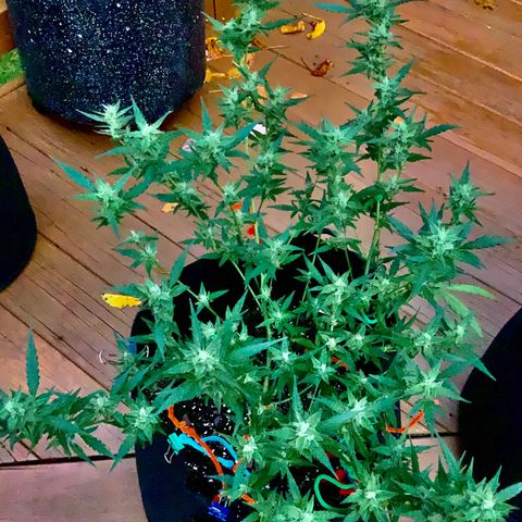 White Widow 7/25 growlog photo: 330p