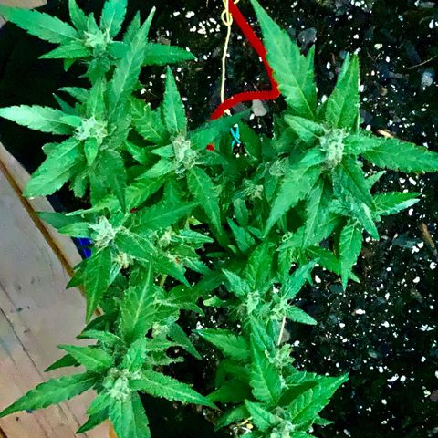 Gorilla Glue 2 7/25 growlog photo: 330p