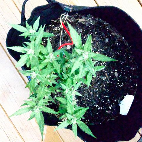 Gorilla Glue 2 7/25 growlog photo: 330p