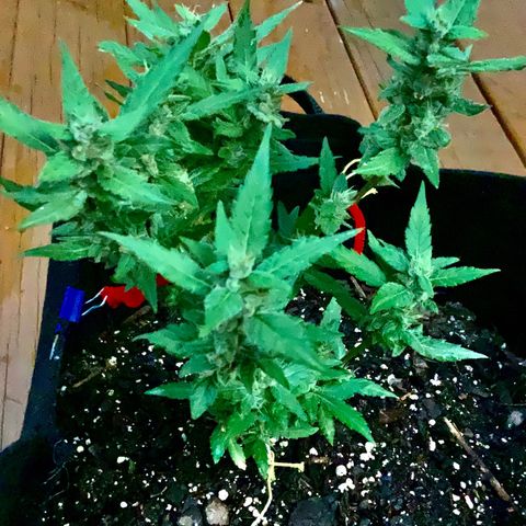 Gorilla Glue 2 7/25 growlog photo: 330p