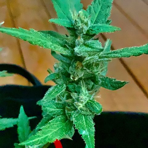Gorilla Glue 2 7/25 growlog photo: 330p