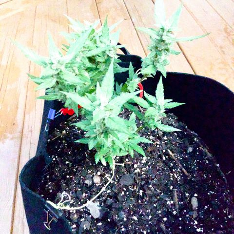 Gorilla Glue 2 7/25 growlog photo: 330p
