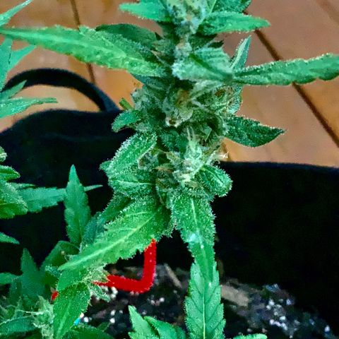 Gorilla Glue 2 7/25 growlog photo: 330p