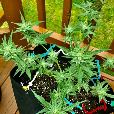 Bruce Banner 7/22 growlog photo: 11a