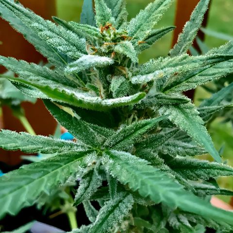 Bruce Banner 7/22 growlog photo: 11a
