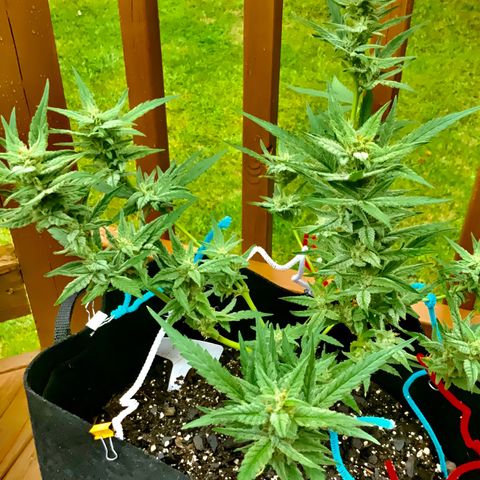Bruce Banner 7/22 growlog photo: 11a