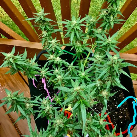 Gorilla Glue 1 7/23 growlog photo: 11a