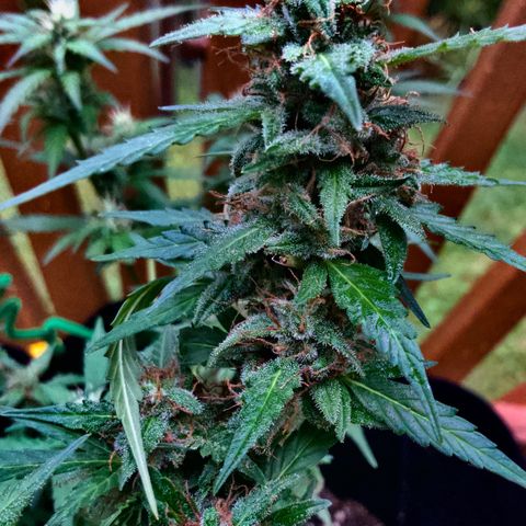 Gorilla Glue 1 7/23 growlog photo: 11a