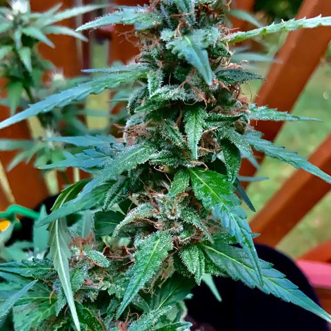 Gorilla Glue 1 7/23 growlog photo: 11a