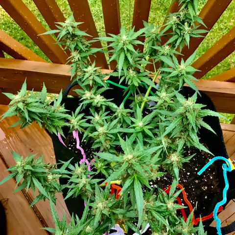 Gorilla Glue 1 7/23 growlog photo: 11a