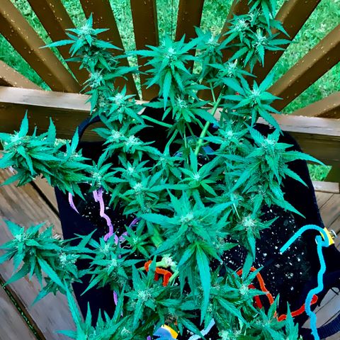 Gorilla Glue 1 7/23 growlog photo: 11a