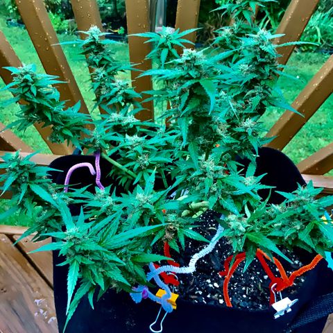 Gorilla Glue 1 7/23 growlog photo: 11a