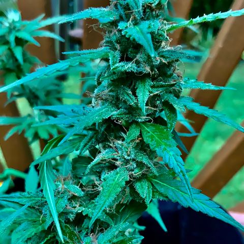 Gorilla Glue 1 7/23 growlog photo: 11a