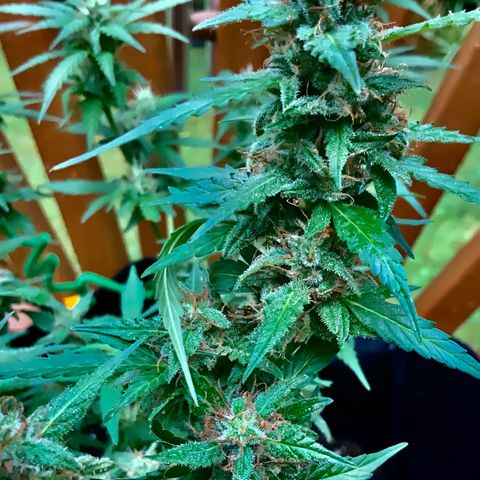 Gorilla Glue 1 7/23 growlog photo: 11a