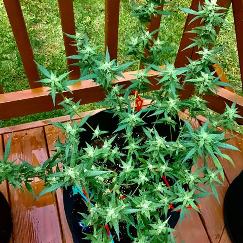 White Widow 7/25 growlog photo: 11a