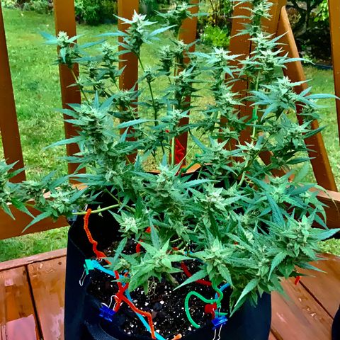 White Widow 7/25 growlog photo: 11a