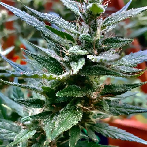 White Widow 7/25 growlog photo: 11a
