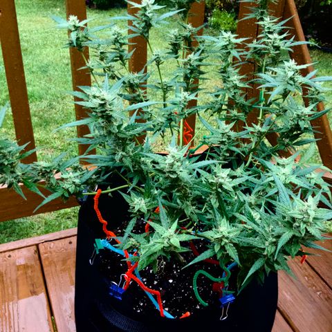 White Widow 7/25 growlog photo: 11a