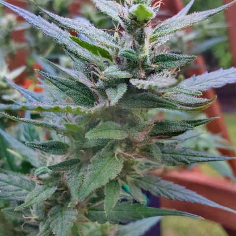 White Widow 7/25 growlog photo: 11a