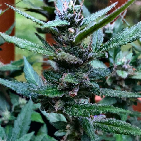 Gorilla Glue 2 7/25 growlog photo: 11a